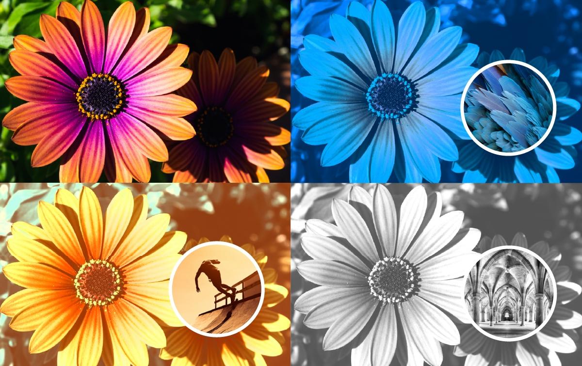 Screen Shot image 3 Adobe Photoshop Elements 2025 امريكي (3 سنوات / 1 جهاز)