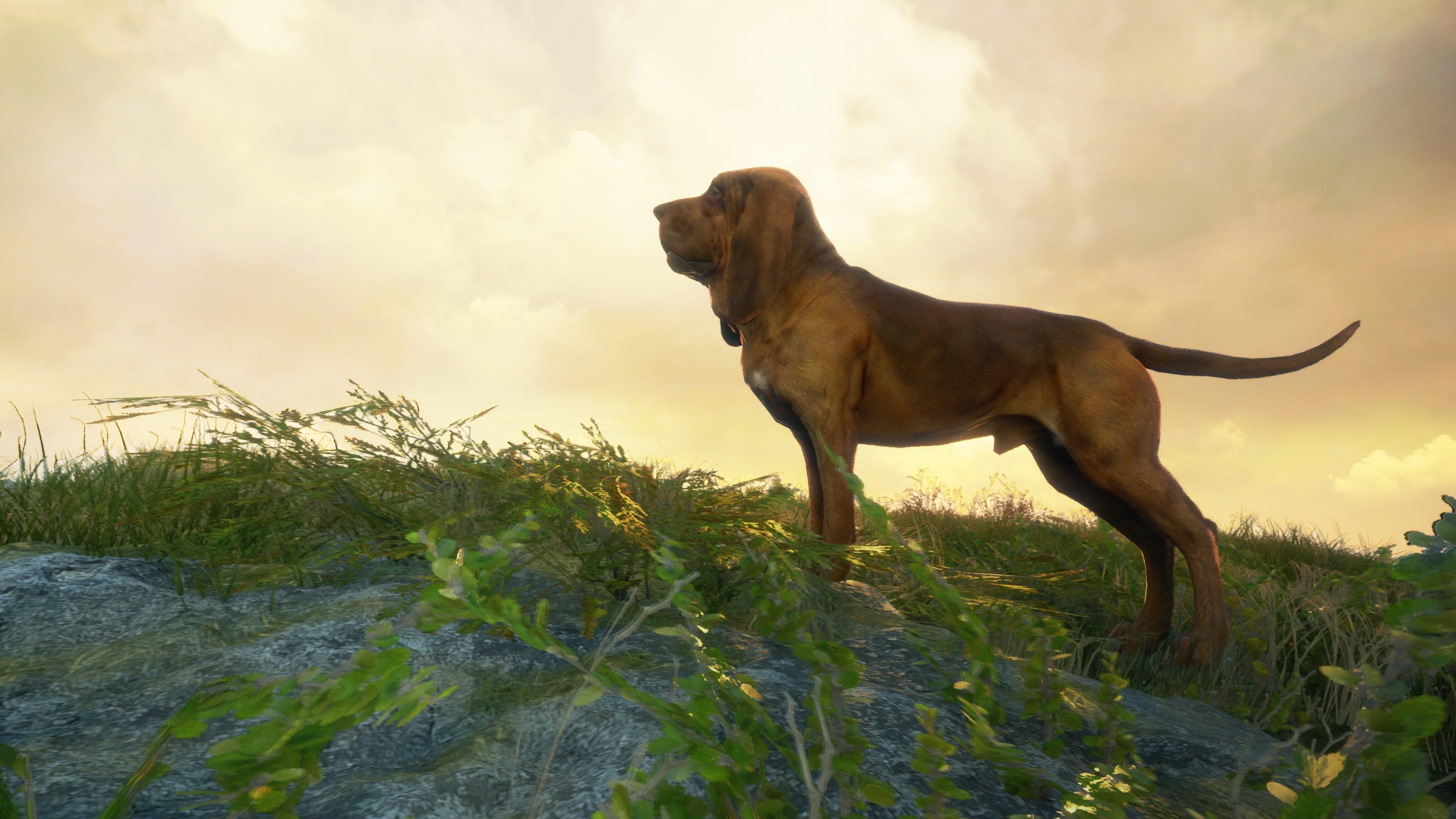 Screen Shot image 5 TheHunter: Call Of The Wild - Greenhorn حزمة ارجنتيني اكسبوكس 1 / إكس بوكس سيريس X|S كود رقمي