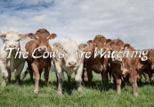 The Cows Are Watching ستيم كود رقمي