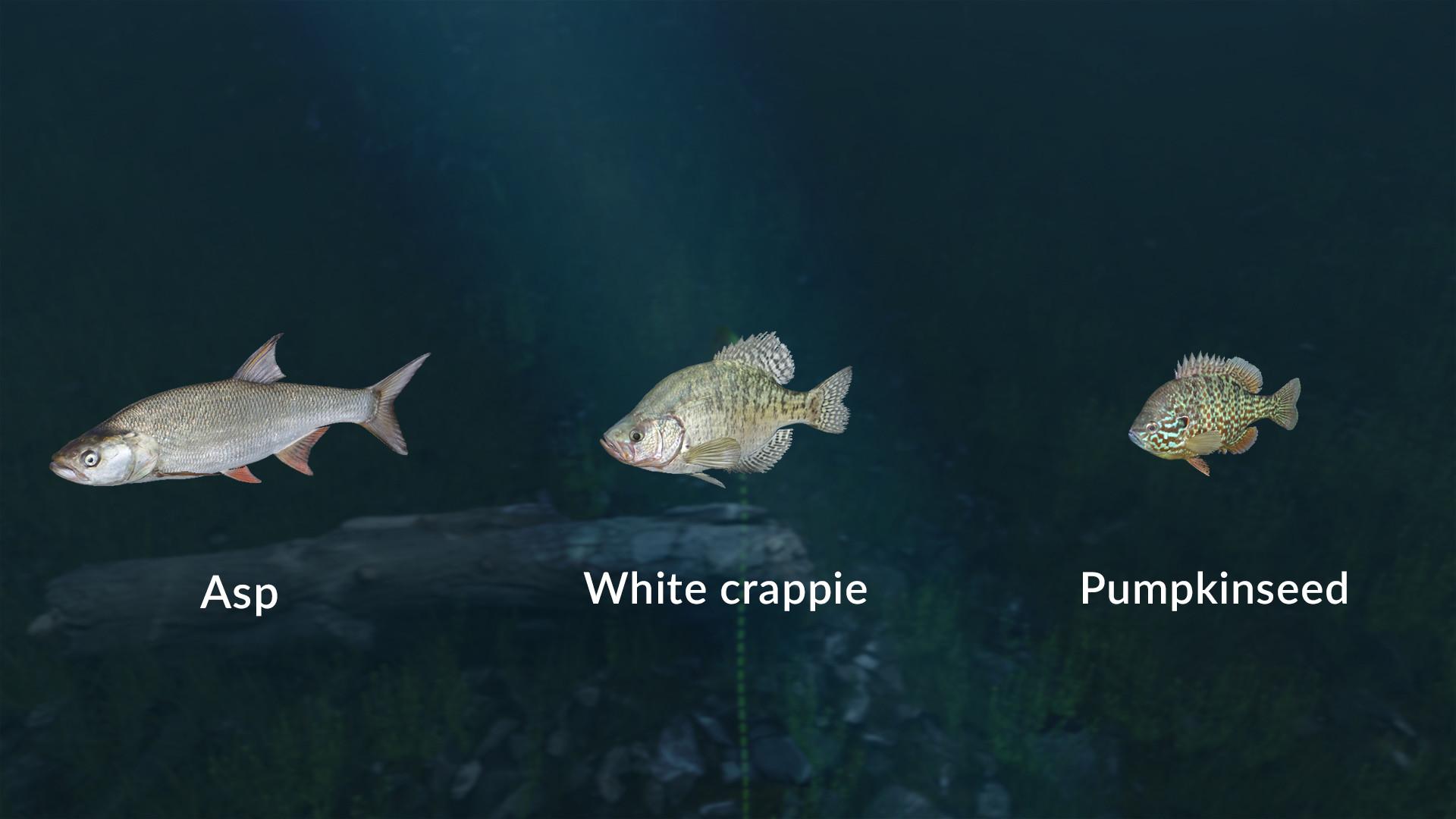 اولتمت Fishing Simulator - New Fish Species DLC ستيم كود رقمي